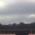 07_30-mast.jpg