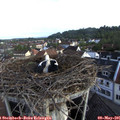 07_30-nest.jpg