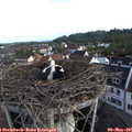 07_35-nest.jpg
