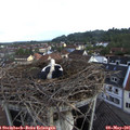 07_40-nest.jpg