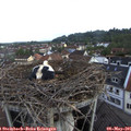 07_45-nest.jpg