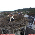 07_50-nest.jpg