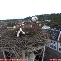 07_55-nest.jpg