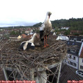 08_00-nest.jpg