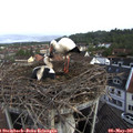 08_05-nest.jpg