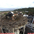 08_10-nest.jpg