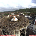 08_15-nest.jpg