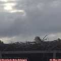 08_20-mast.jpg