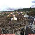 08_20-nest.jpg