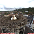 08_25-nest.jpg