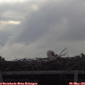 08_30-mast.jpg