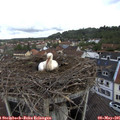 08_30-nest.jpg