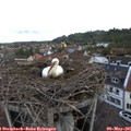08_35-nest.jpg