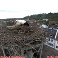 08_50-nest.jpg