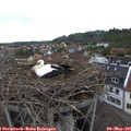 09_00-nest.jpg