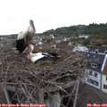 09_10-nest.jpg