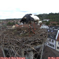 09_15-nest.jpg