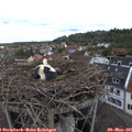09_20-nest.jpg