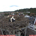 09_30-nest.jpg
