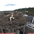 09_35-nest.jpg