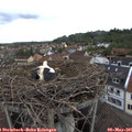 09_40-nest.jpg