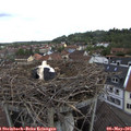 09_45-nest.jpg