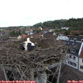 09_50-nest.jpg