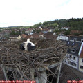 09_55-nest.jpg