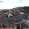 10_00-nest.jpg