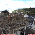 10_05-nest.jpg
