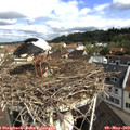10_10-nest.jpg