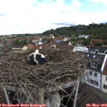 10_15-nest.jpg