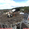 10_20-nest.jpg
