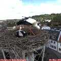 10_25-nest.jpg