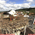 10_30-nest.jpg