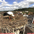 10_35-nest.jpg