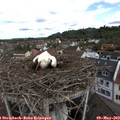 10_45-nest.jpg