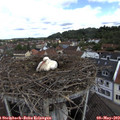 10_50-nest.jpg