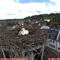 10_55-nest.jpg