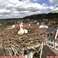 11_00-nest.jpg
