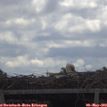 11_05-mast.jpg