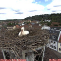 11_05-nest.jpg