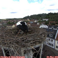 11_10-nest.jpg