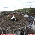 11_15-nest.jpg