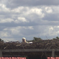 11_20-mast.jpg