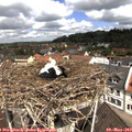 11_20-nest.jpg