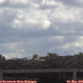 11_25-mast.jpg