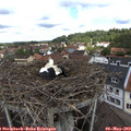 11_25-nest.jpg