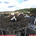 11_30-nest.jpg
