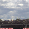 11_35-mast.jpg